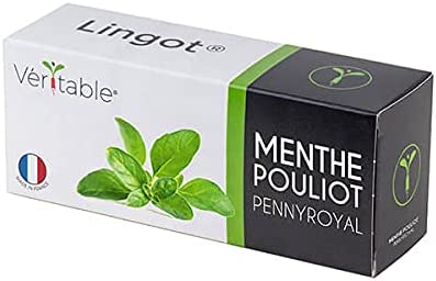 Lingot Pennyroyal Mint