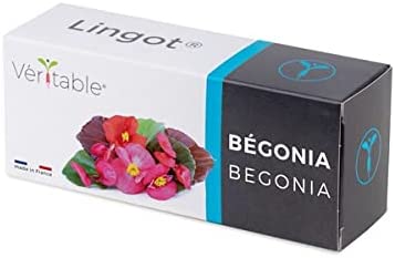 Lingot Begonia